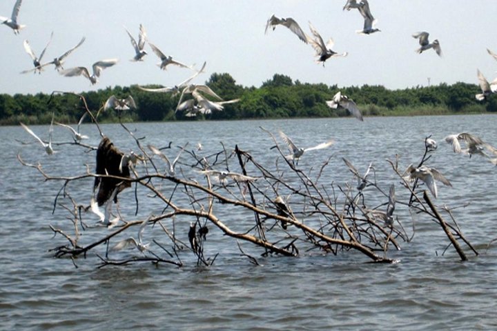 Muthurajawela Bird Watching Tour - Image 5