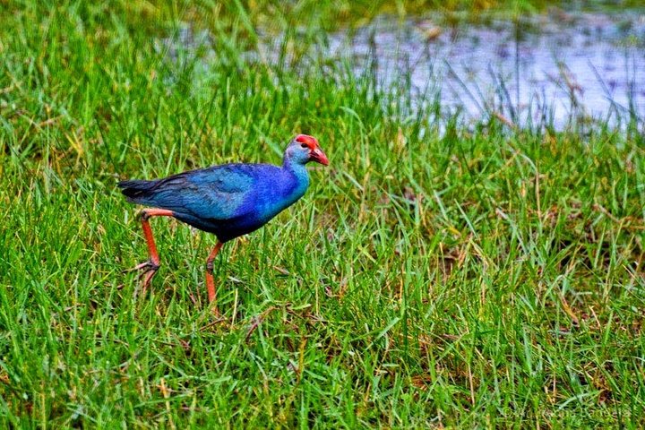 Muthurajawela Bird Watching Tour - Image 1
