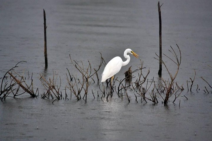 Muthurajawela Bird Watching Tour - Image 3