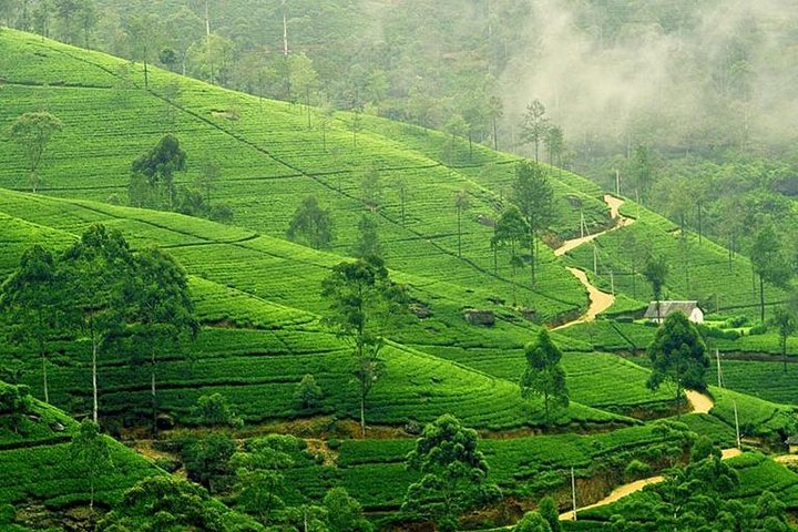 Nuwara Eliya & Kandy | 2 Days Tour - Image 2