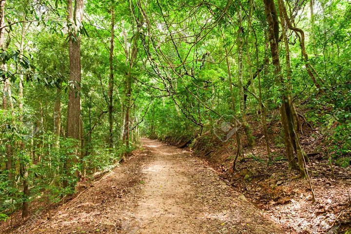 Private Bird watching and Nature trekking in Udawatta Kele Sanctuary - Image 4