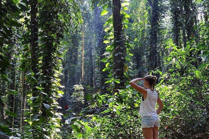 Private Bird watching and Nature trekking in Udawatta Kele Sanctuary - Image 2