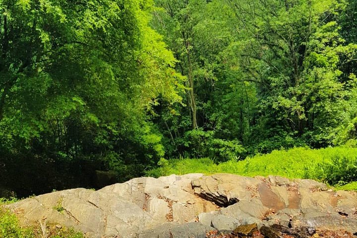 Private Bird watching and Nature trekking in Udawatta Kele Sanctuary - Image 3