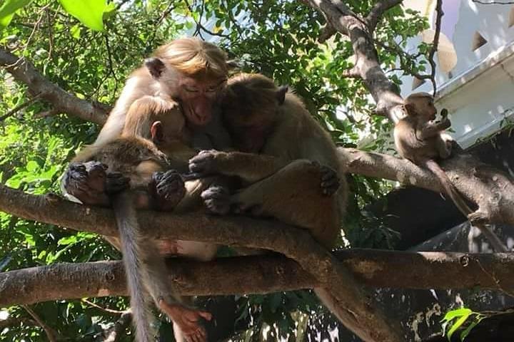 Private Day Tour Around Sri Lanka - Image 5