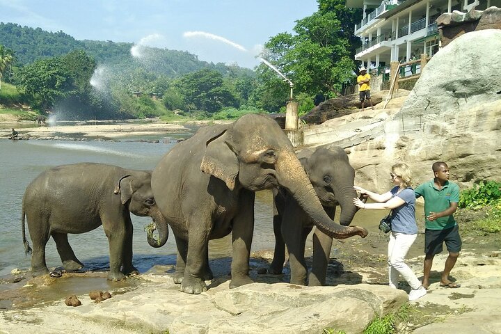 Private Full-Day Tour to Kandy and Pinnawala  - Image 3