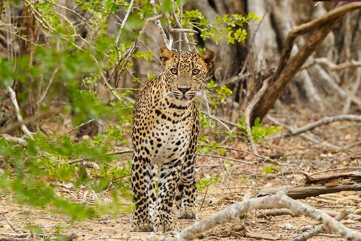 Private Jeep Safari To Yala National Park From Colombo - Image 1