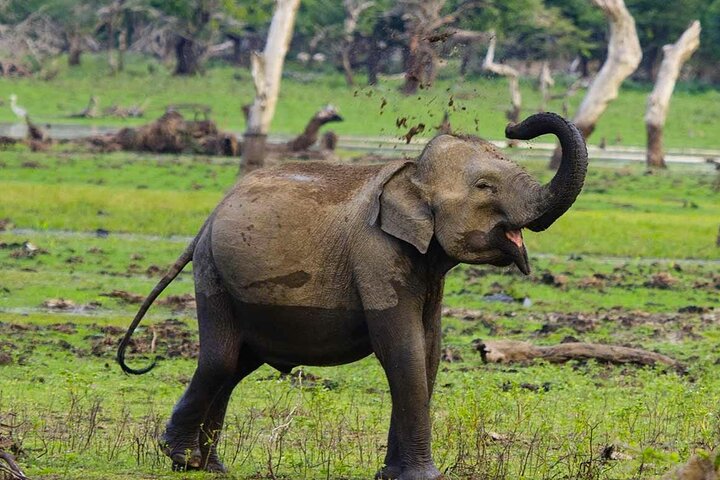 Private Jeep Safari To Yala National Park From Colombo - Image 2