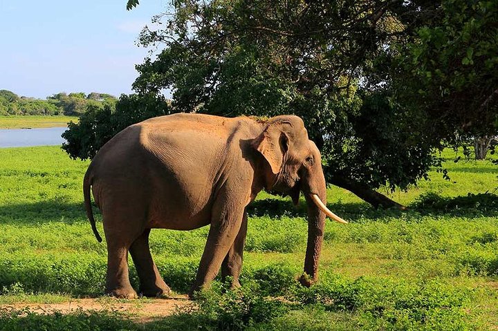 Private Safari at Yala National Park - Image 4