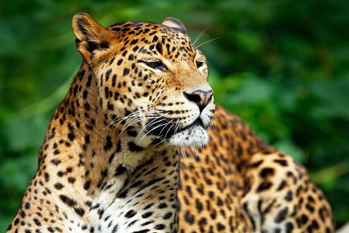 Private Safari at Yala National Park - Image 2