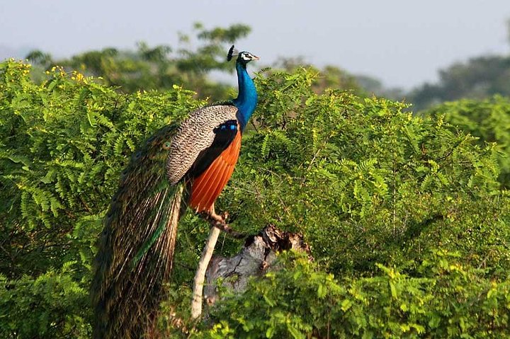 Private Safari at Yala National Park - Image 3