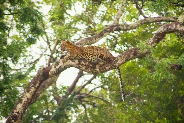 Private Safari at Yala National Park - Image 5