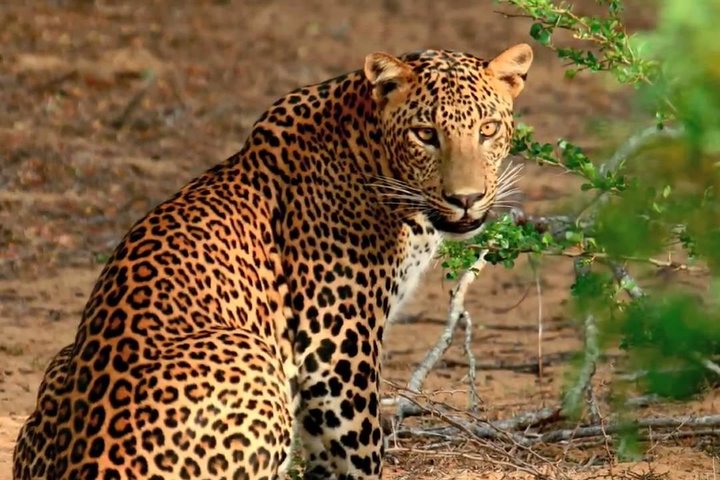 Private Safari at Yala National Park - Image 1