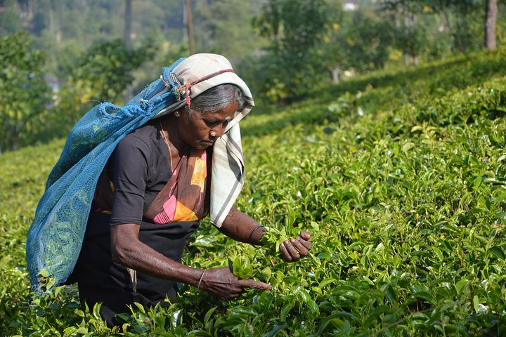 Shore Excursion From Colombo port to Ingiriya Tea Plantation & back for 2 People - Image 2