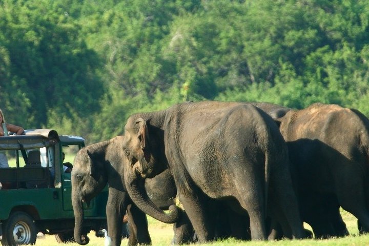 Sri Lanka 10 Days Tour Package Lifetime Experience - Image 5