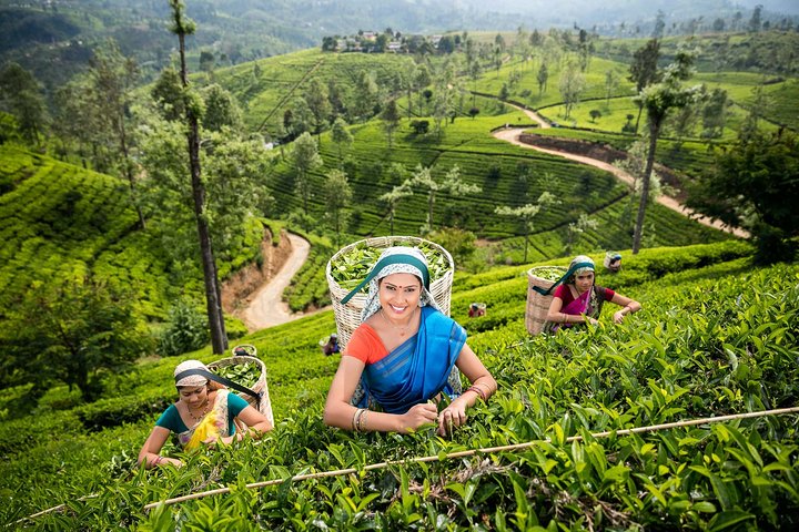 Sri Lanka 10 Days Tour Package Lifetime Experience - Image 4
