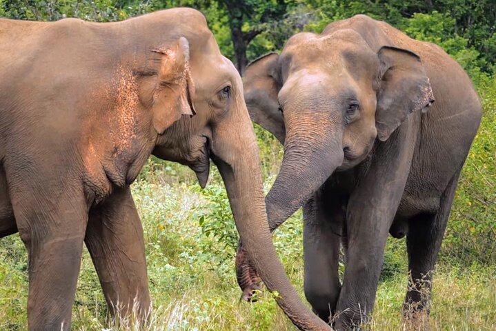 Sri Lanka 7 Days Sightseeing Tour Package - Image 1