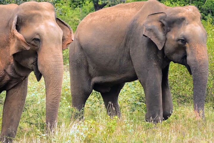 Sri Lanka 7 Days Sightseeing Tour Package - Image 2