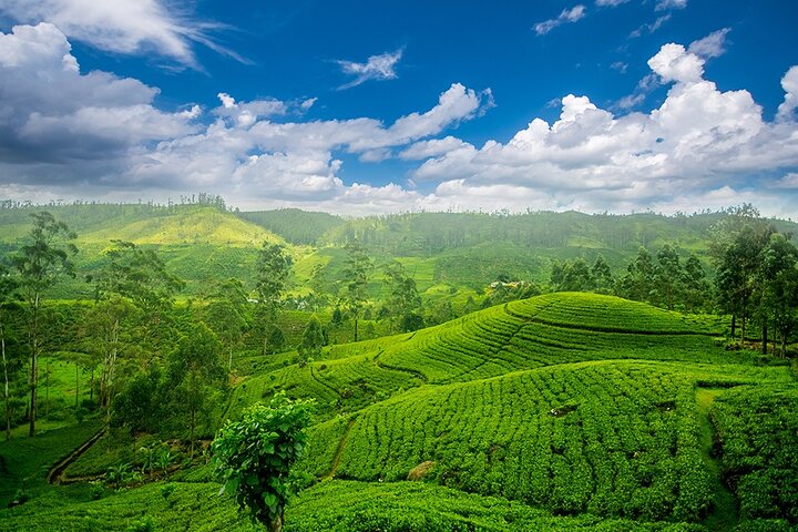 Sri Lanka 7 Days Tour for 6 People - Image 2