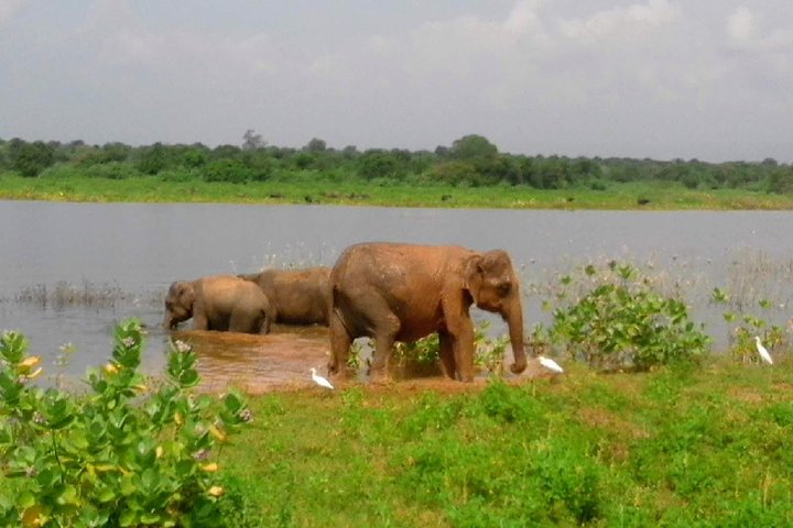 Sri Lanka Private 21 days tour include sightseeing,Wild life,Cultural,Boat tour - Image 4