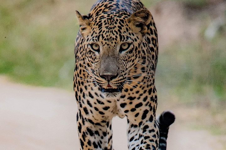 Sri Lanka private tour package 9 night 10 Day with driver+vehicle+accommodations - Image 4