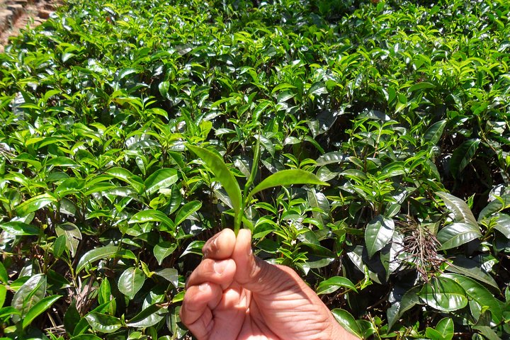 Tea Plucking & Tea Factory Tour - Image 4
