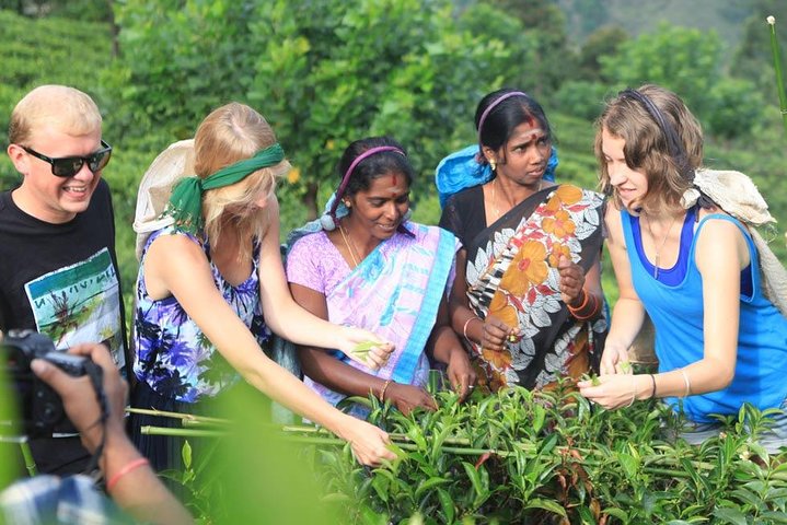 Tea Plucking & Tea Factory Tour - Image 1