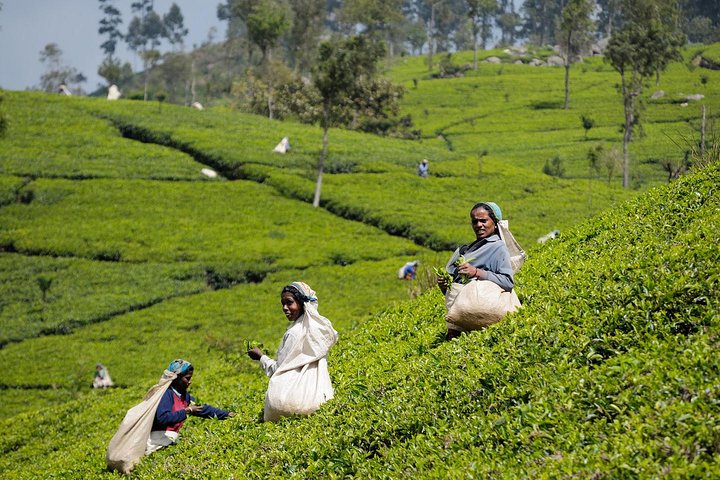 Tea Plucking & Tea Factory Tour - Image 3