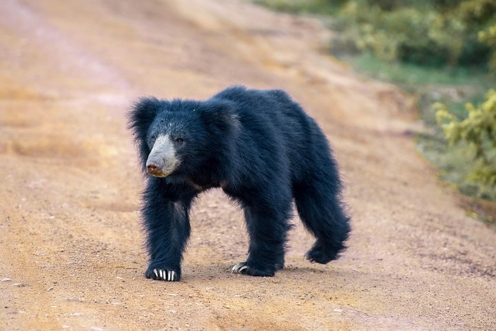 The Big 5 in Southern Coast Season (7 Days) - Image 4