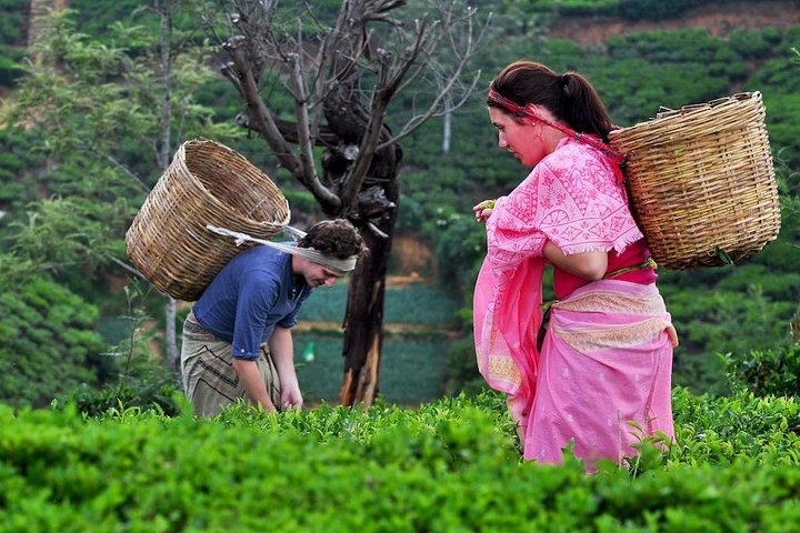 The Tea Hubs of Srilanka - Image 2