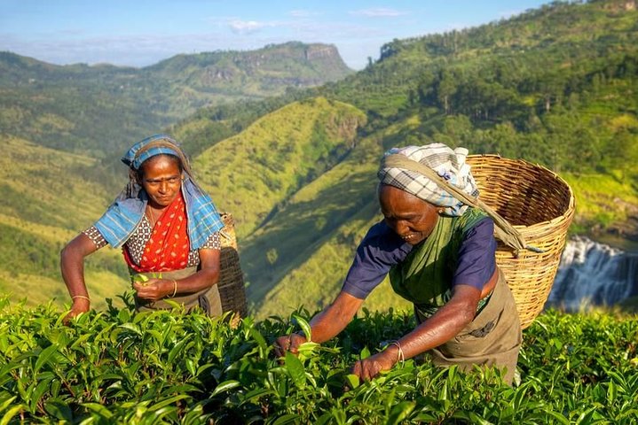 The Tea Hubs of Srilanka - Image 4