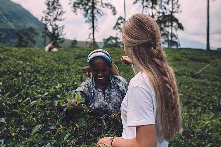The Tea Hubs of Srilanka - Image 5