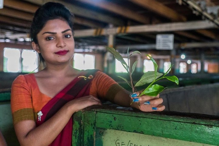 The Tea Hubs of Srilanka - Image 1