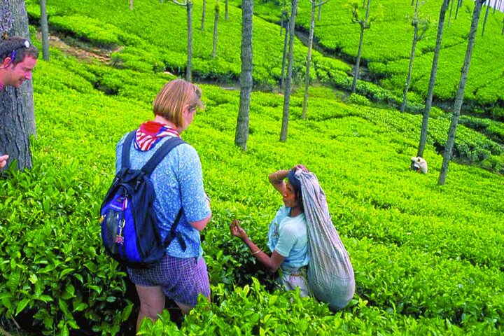 Three Days Tour of Sigiriya, Dambulla, Safari and Kandy  - Image 2