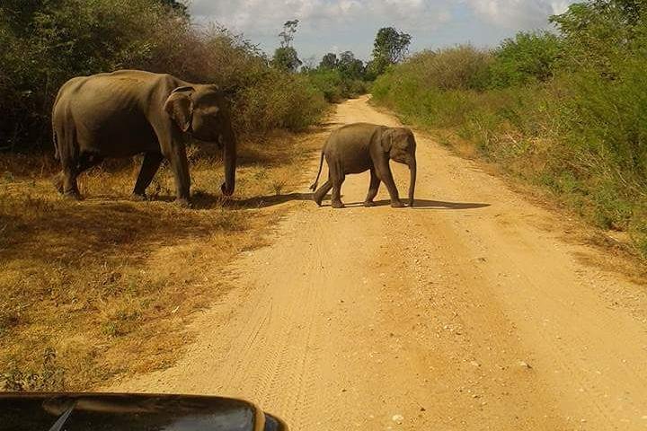 Udawalawa National Park Safari from Colombo (Budget Car with A/C) - Image 2