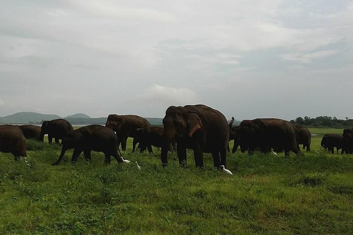 Udawalawa National Park Safari from Colombo (Budget Car with A/C) - Image 3