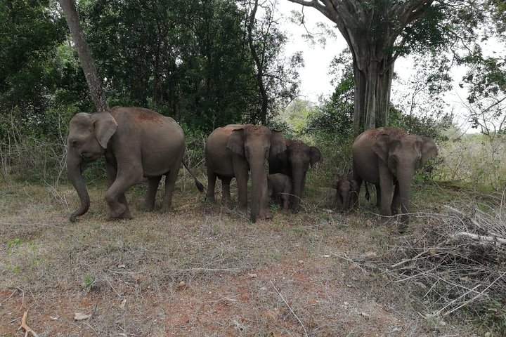 Udawalawa Safari tour - All inclusive day tour (Group) - Image 5