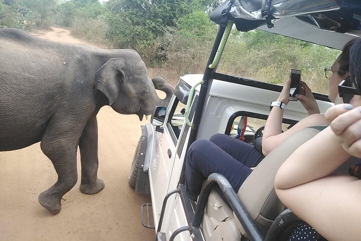 Udawalawa Safari tour - All inclusive day tour (Group) - Image 2