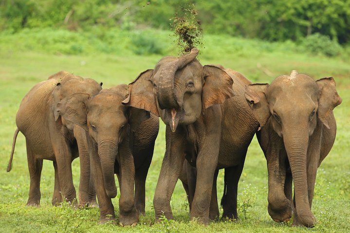 Udawalawe National Park Adventure - Image 5