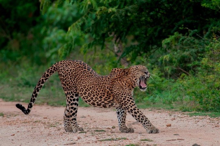 Udawalawe National Park Adventure - Image 3