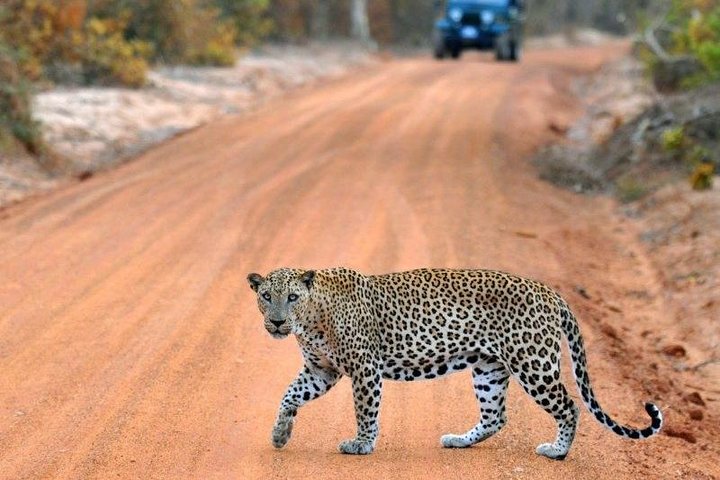 Udawalawe National Park Adventure - Image 2