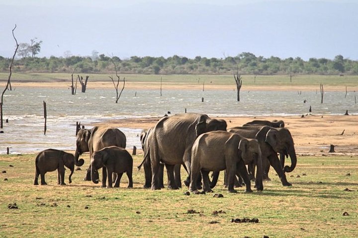 Udawalawe National Park Private Safari - Image 3