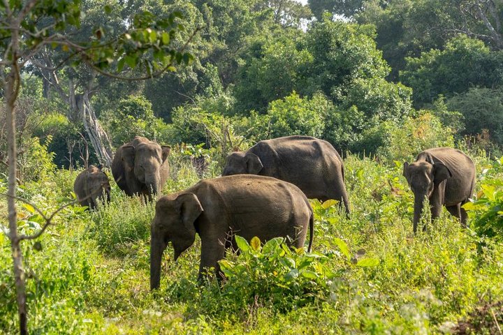 Udawalawe National Park Private Safari - Image 4