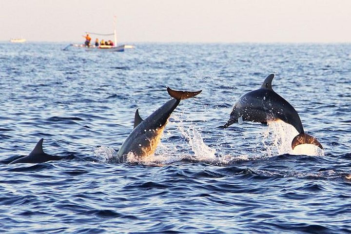 Whale Watching Cruise with Kingfisher Tours Srilanka - Image 3