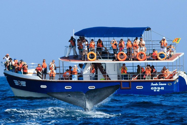 Whale Watching Cruise with Kingfisher Tours Srilanka - Image 5