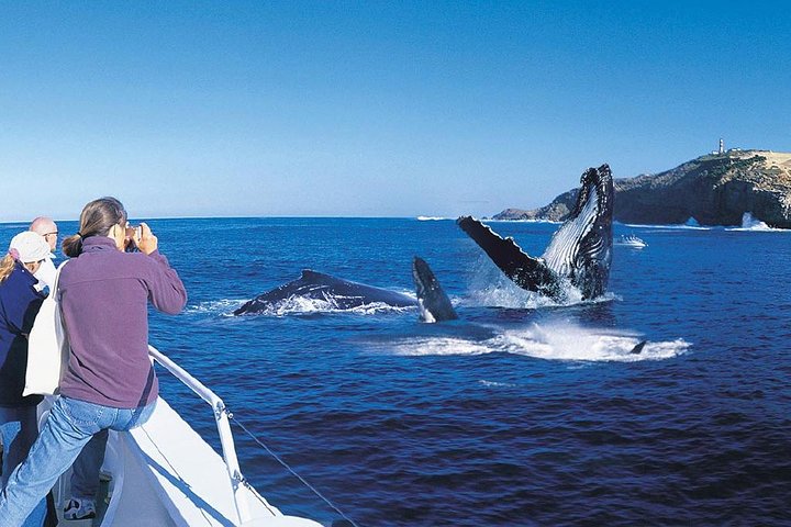 Whale Watching Cruise with Kingfisher Tours Srilanka - Image 1