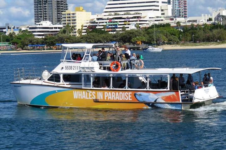 Whale Watching Cruise with Kingfisher Tours Srilanka - Image 2