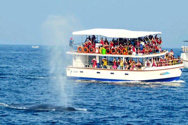 Whale Watching Cruise with Kingfisher Tours Srilanka - Image 4