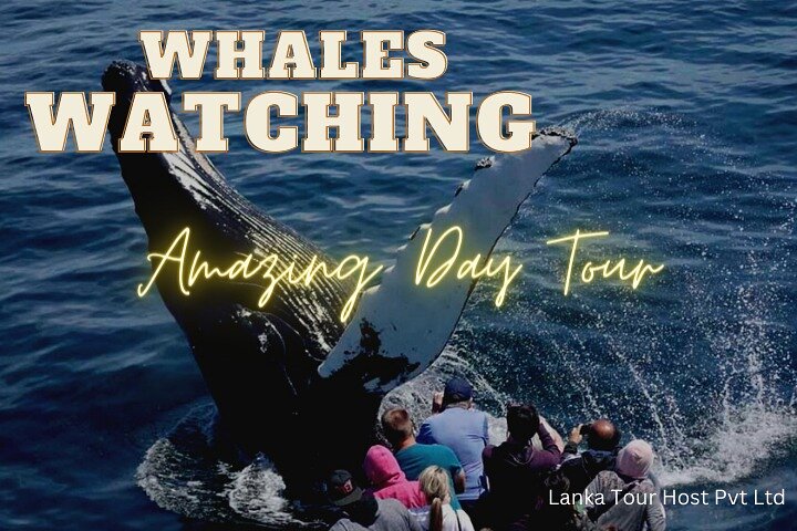 Whales Watching Mirissa Day Tour - Image 1
