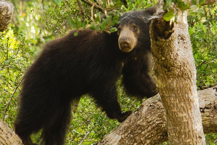 Wilpattu National Park Private Safari (All Inclusive) From Negombo - Image 2