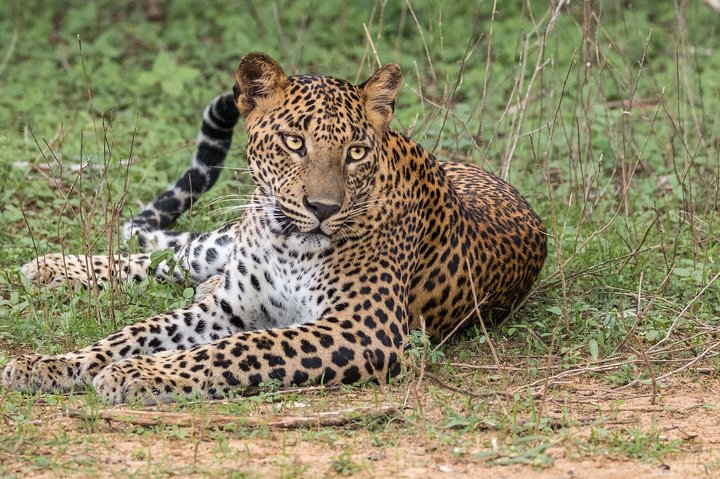 Wilpattu National Park Private Safari (All Inclusive) From Negombo - Image 1